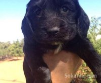 chiots cocker spaniel pure race age 2 mois