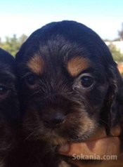 Chiots cocker spaniel pure race age 2 mois