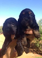 Chiots cocker spaniel pure race age 2 mois