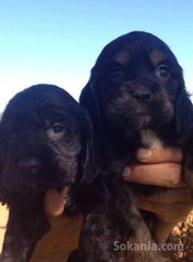 Chiots cocker spaniel pure race age 2 mois