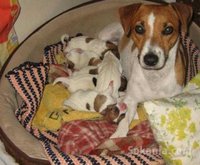 chiots jack ruselle pure race age 2 mois