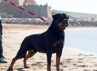 Chiots rottweiler pedigree lignée de champions