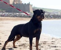 chiots rottweiler pedigree lignée de champions
