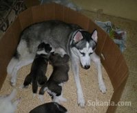 Chiots husky pure race age