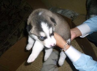Chiots husky pure race age