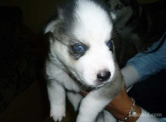 Chiots husky pure race age