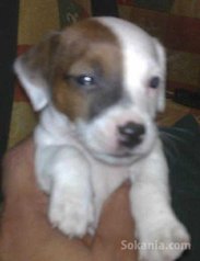 Chiots jack ruselle pure race age 2 mois
