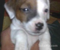 chiots jack ruselle pure race age 2 mois