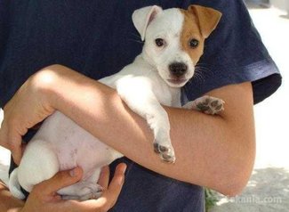 Chiots jack ruselle pure race age 2 mois