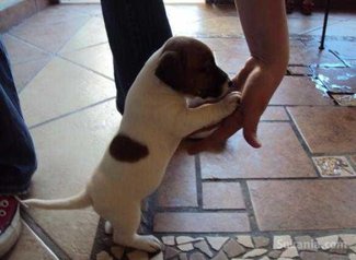 Chiots jack ruselle pure race age 2 mois