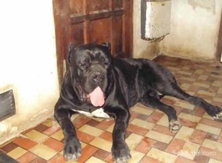 Chiots CANE CORSO pure race age 1 mois et 15 jours