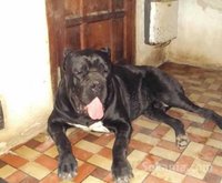 chiots CANE CORSO pure race age 1 mois et 15 jours