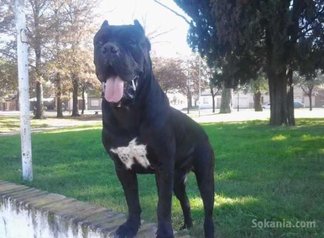 Chiots CANE CORSO pure race age 1 mois et 15 jours