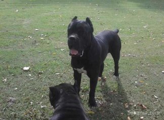 Chiots CANE CORSO pure race age 1 mois et 15 jours