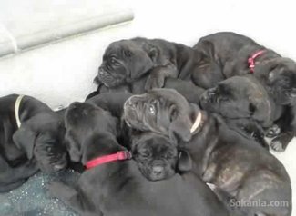 Chiots CANE CORSO pure race age 1 mois et 15 jours