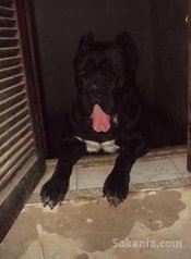 Chiots CANE CORSO pure race age 1 mois et 15 jours