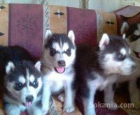 chiots husky pure race age 1 mois et 15 jours