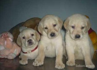 Chiots labrador pure race age 2 mois