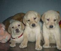 Chiots labrador pure race age 2 mois