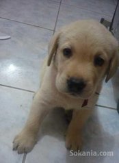 Chiots labrador pure race age 2 mois