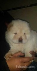 Chiots chwo chwo pure race age 2 mois