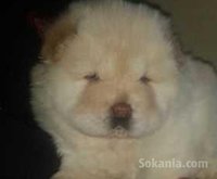 Chiots chwo chwo pure race age 2 mois