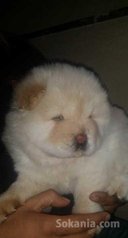 Chiots chwo chwo pure race age 2 mois