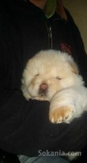 Chiots chwo chwo pure race age 2 mois