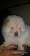 Chiots chwo chwo pure race age 2 mois