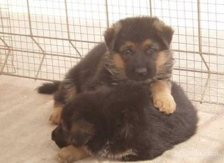 Chiots berger allemand pedigree age 2 mois