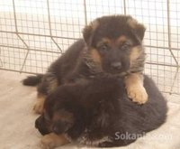 chiots berger allemand pedigree age 2 mois