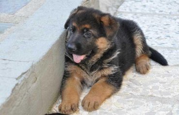 Chiots berger allemand pedigree age 2 mois