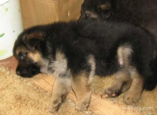 Chiots berger allemand pedigree age 2 mois