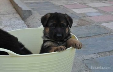 Chiots berger allemand pedigree age 2 mois