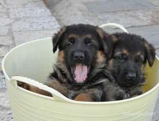 Chiots berger allemand pedigree age 2 mois