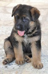 Chiots berger allemand pedigree age 2 mois