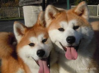 Chiots akita inu pure race age 2 mois