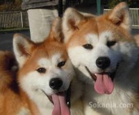 chiots akita inu pure race age 2 mois