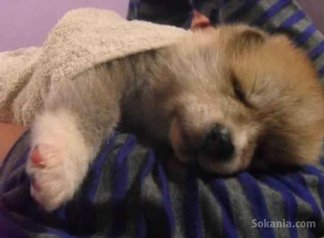 Chiots akita inu pure race age 2 mois