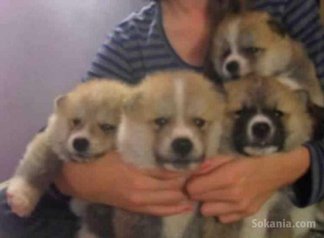 Chiots akita inu pure race age 2 mois