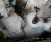 Chatons siamois pure race age 2 mois