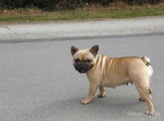 Femelle bulldog francais pure race age 18 mois