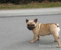 Femelle bulldog francais pure race age 18 mois