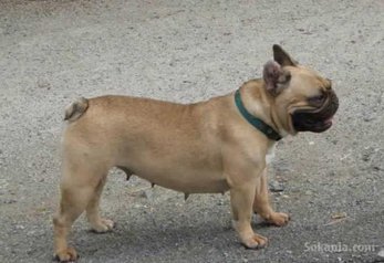 Femelle bulldog francais pure race age 18 mois