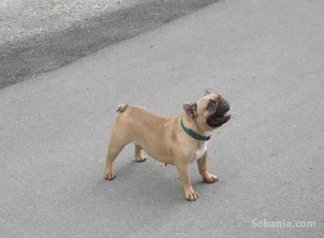 Femelle bulldog francais pure race age 18 mois