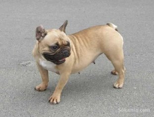 Femelle bulldog francais pure race age 18 mois
