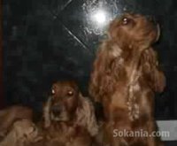 chiots cocker spaniel pure race age 2 mois