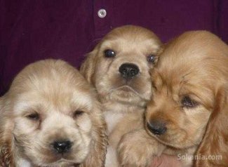 Chiots cocker spaniel pure race age 2 mois