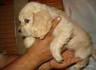 Chiots cocker spaniel pure race age 2 mois