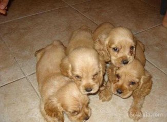 Chiots cocker spaniel pure race age 2 mois